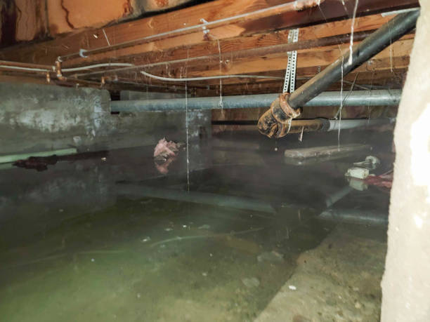 Best Professional water damage repair  in Marion, VA