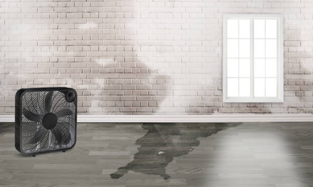 Best Water damage restoration mold remediation  in Marion, VA